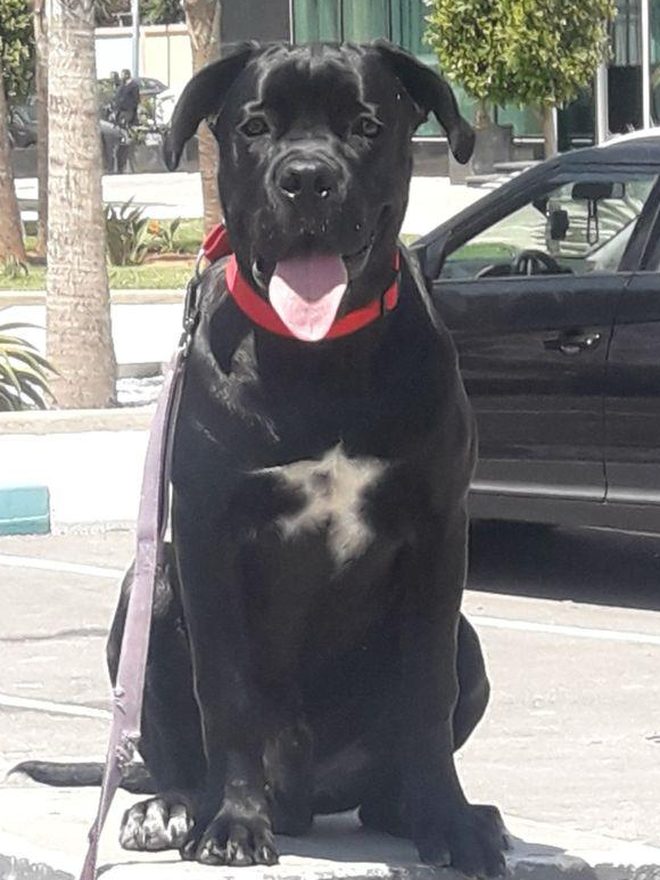 Un grand chien noir assis calmement sur un muret, en collier plat, la laisse détendue qui pend le long de son flanc.
